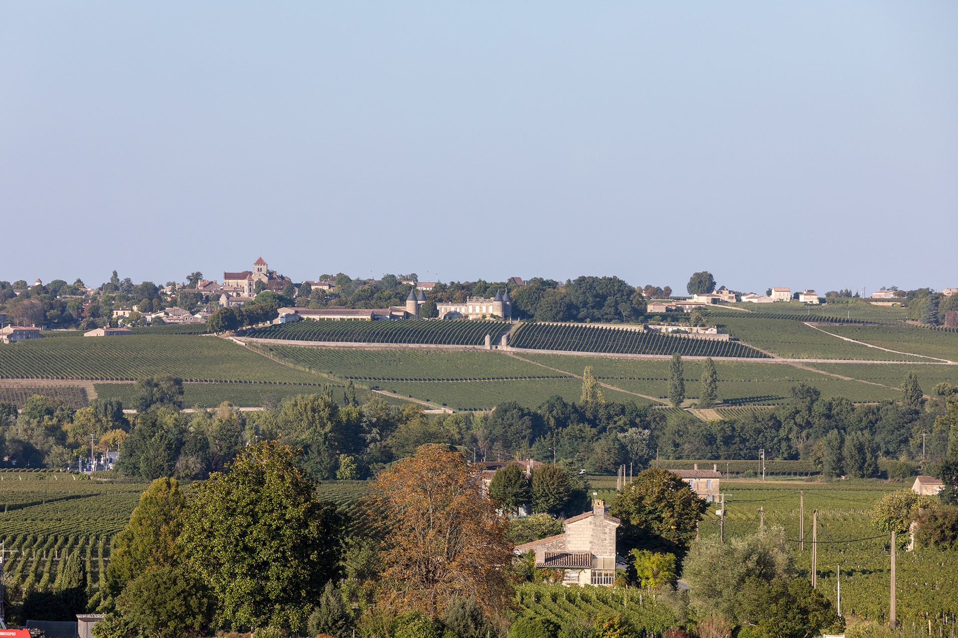 Ripe red  grapes on rows of vines in a vienyard before the wine harvest in Saint Emilion region. France