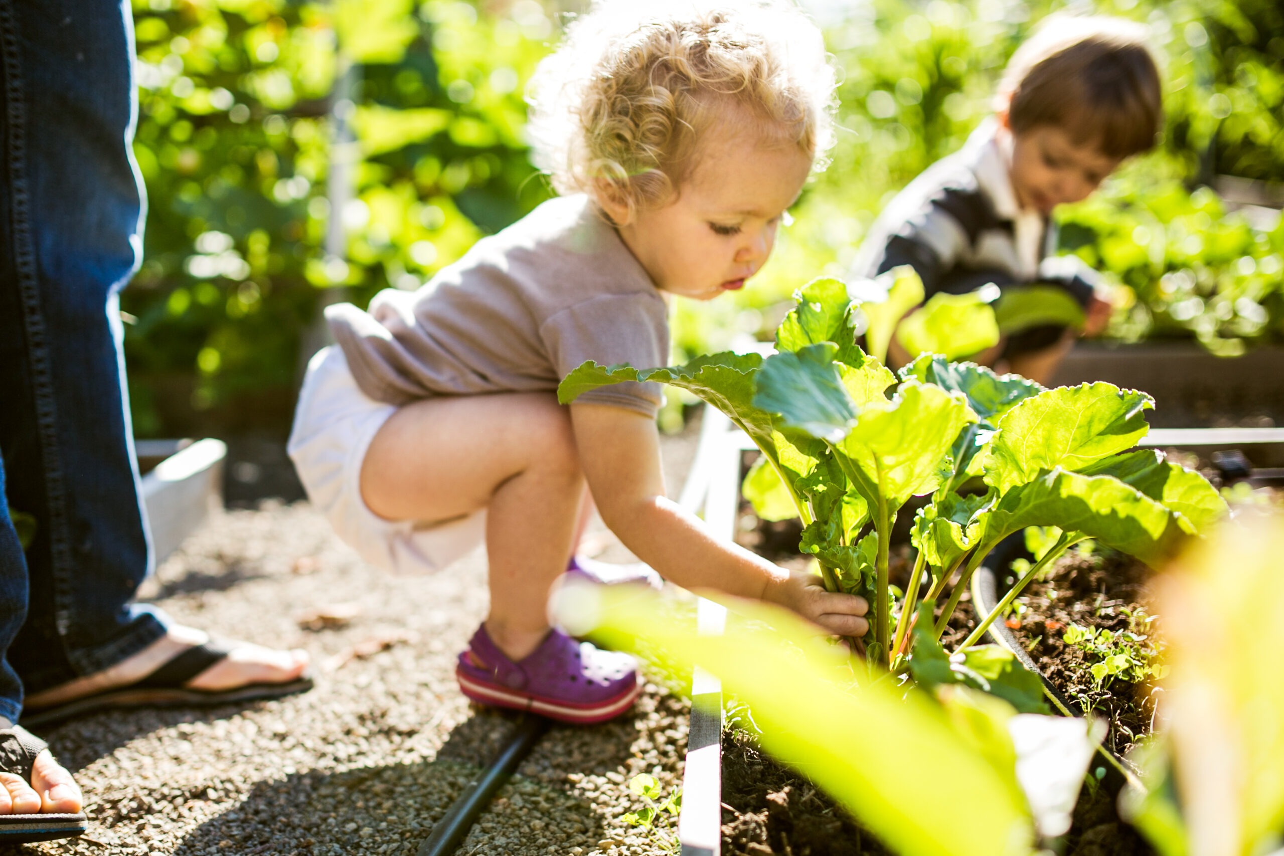 Two cute toddler aged kids harvest fresh beets from a nice raised bed garden, the bright morning sun shining behind them.  A great learning / teaching opportunity for kids to discover not only healthy nutrition but a sustainable environmentally friendly lifestyle as a family.  Horizontal image.